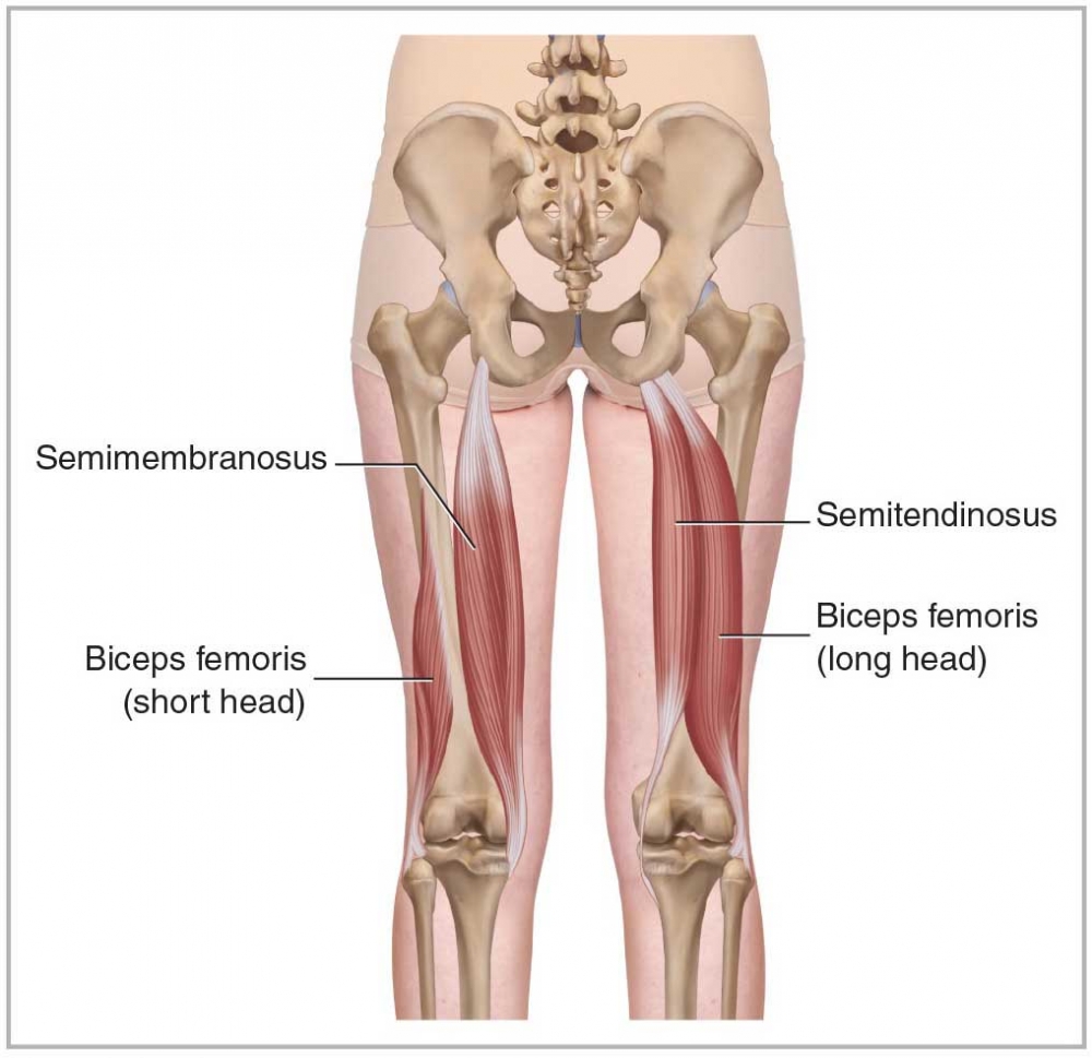 Hamstring Anatomy